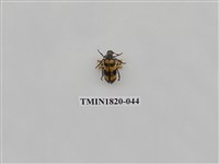 藏品(蔬菜害蟲)的圖片